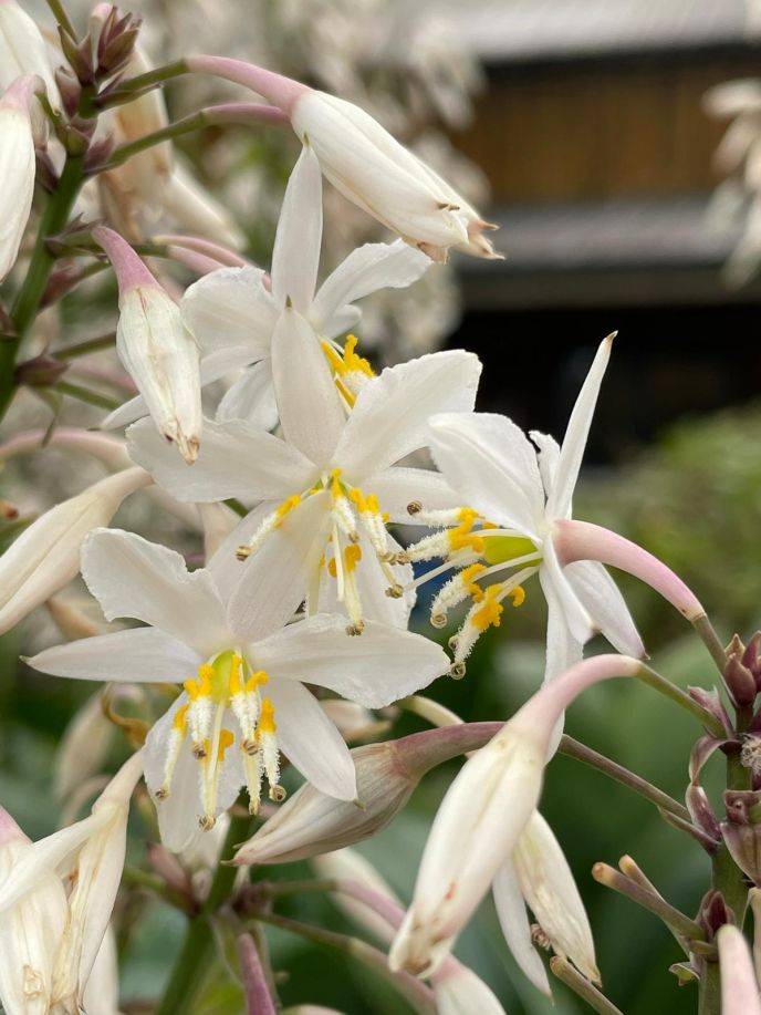 Renga Lily