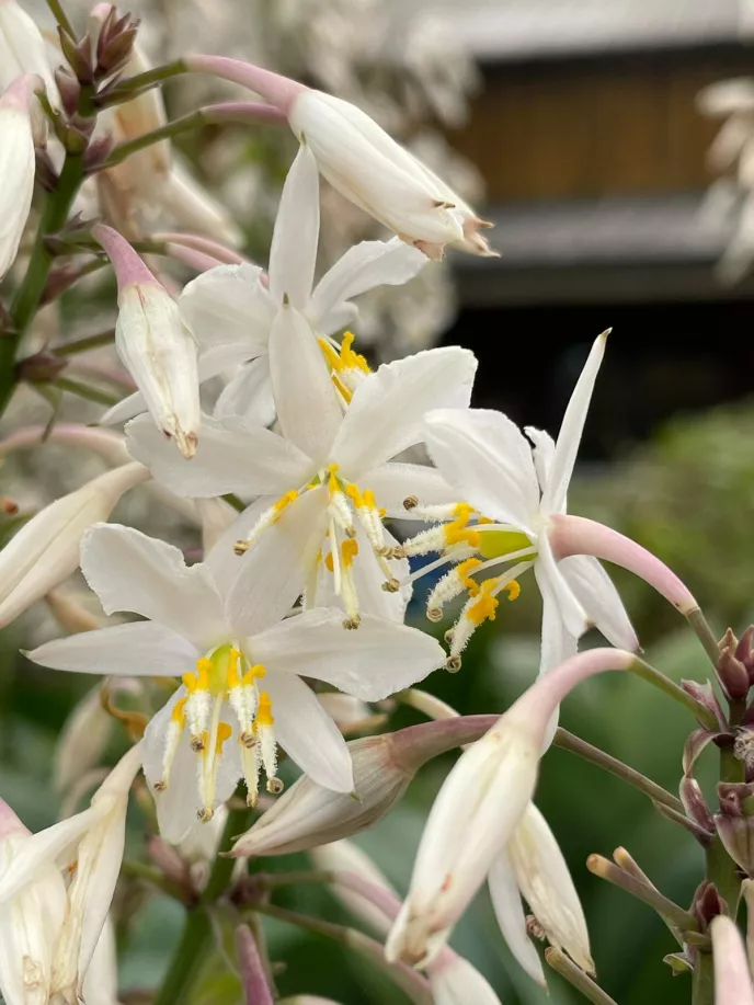 Renga Lily