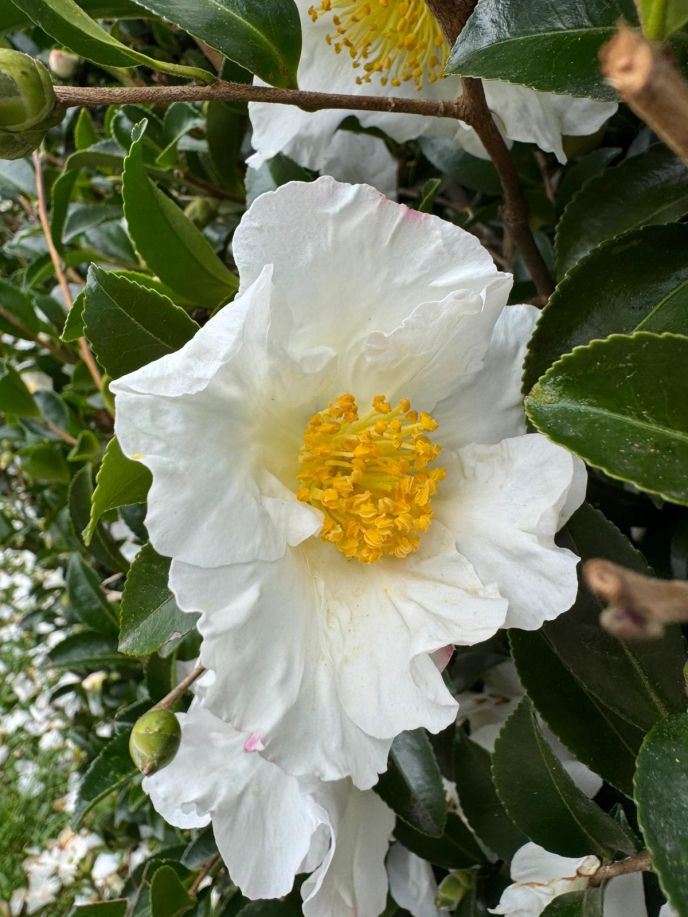 Camellia sasanqua 'Sutsugekka'