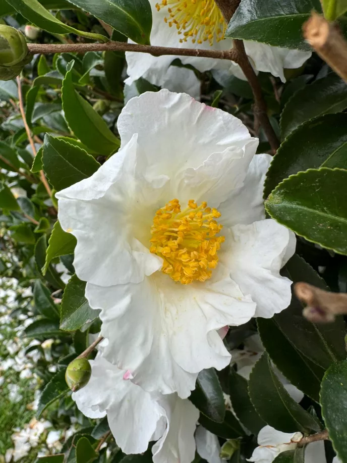 Camellia sasanqua 'Sutsugekka'