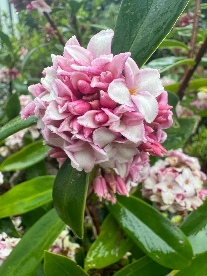 Daphne odara Leucanthe