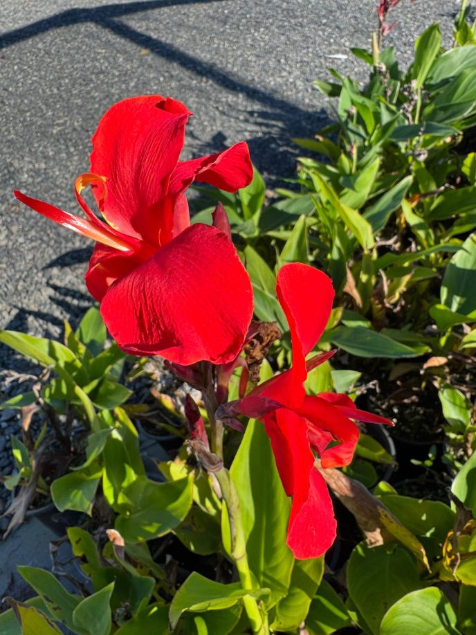 Canna lily
