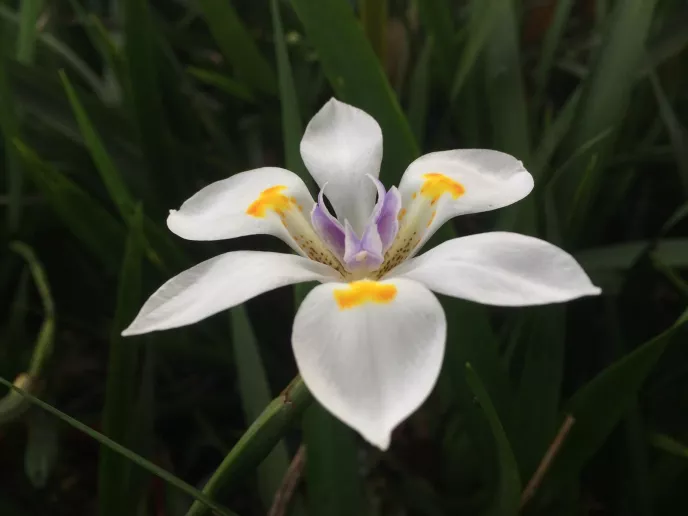 Fairy Iris