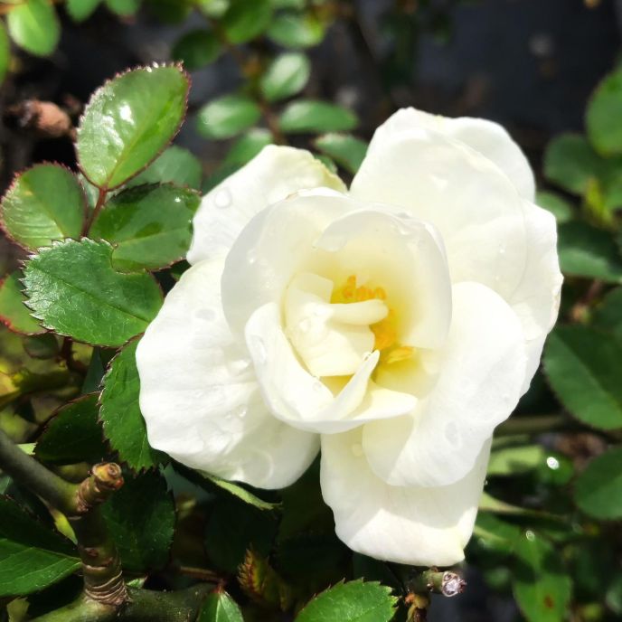 Rosa 'Sea Foam'