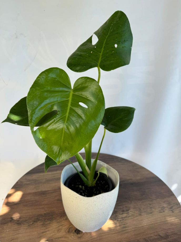 Monstera Deliciosa