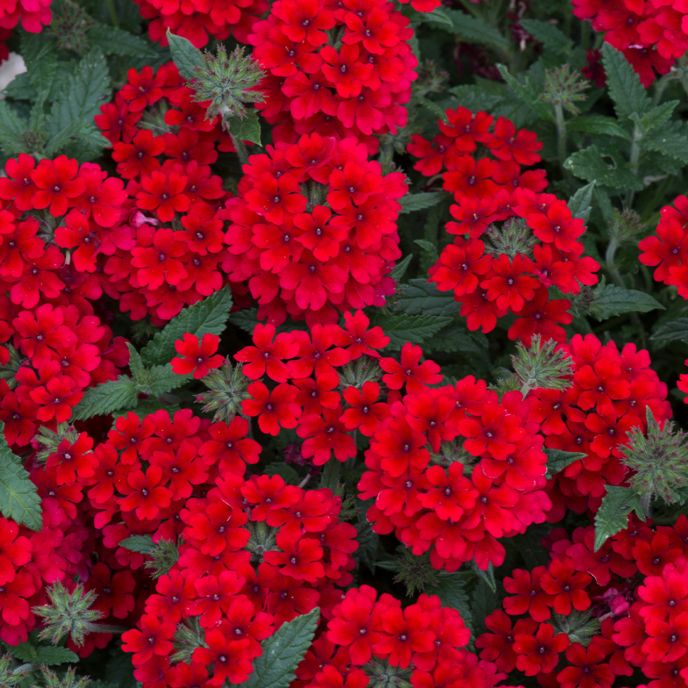 Verbena Red Hot