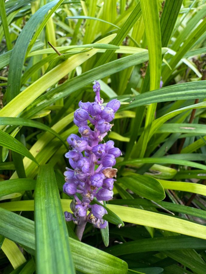 Blue Lilyturf