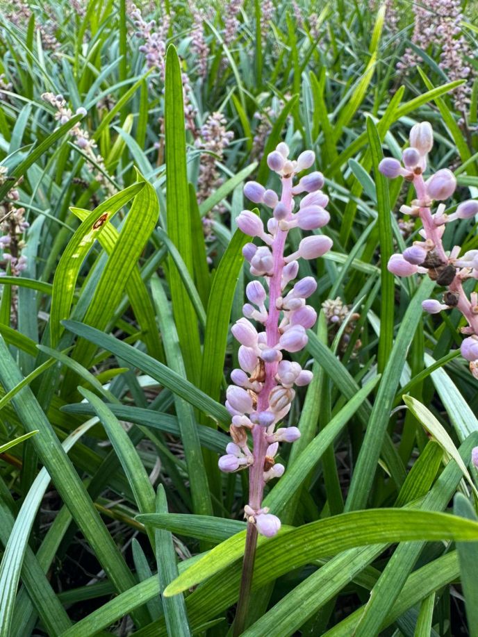 Liriope 'Samantha'