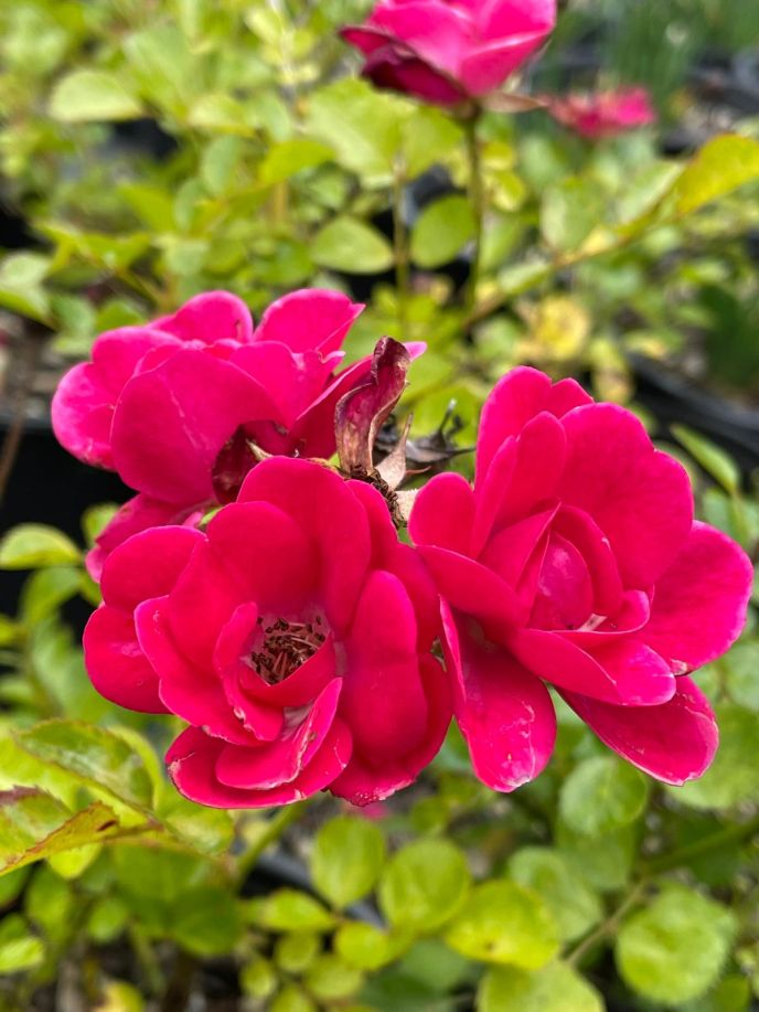 Rosa 'The Red Fairy'