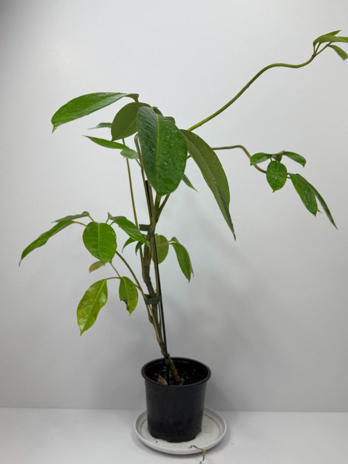 Australian Umbrella Tree