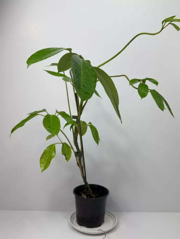Australian Umbrella Tree