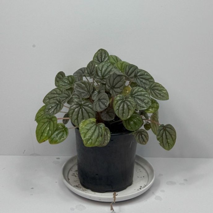 Emerald Ripple Peperomia