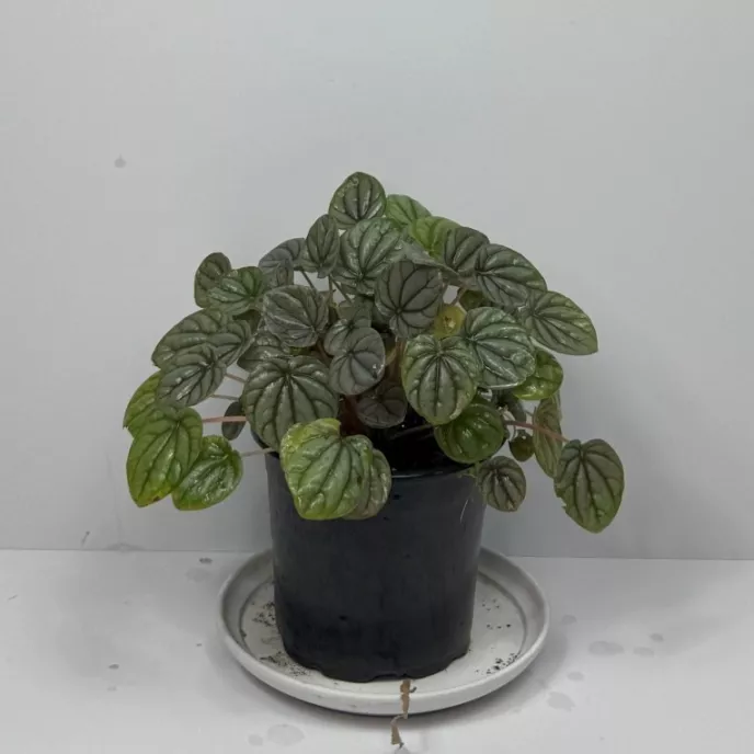Emerald Ripple Peperomia