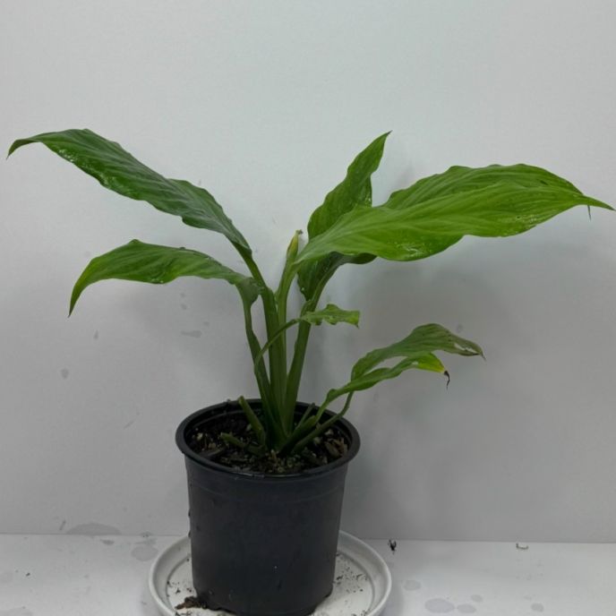 Peace Lily