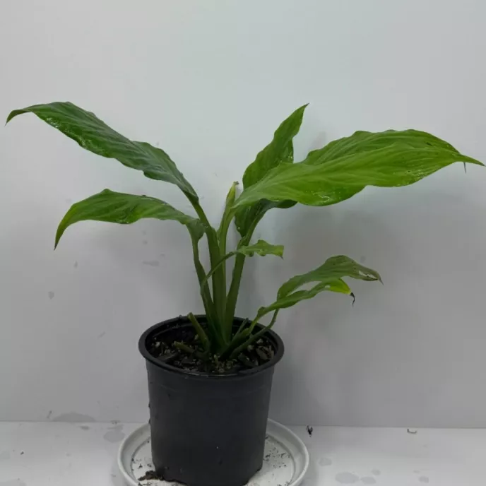 Peace Lily