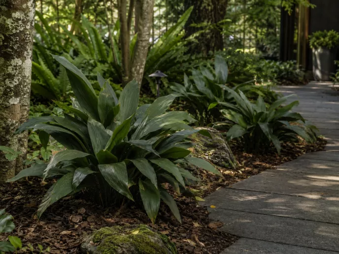 Cast Iron Plant