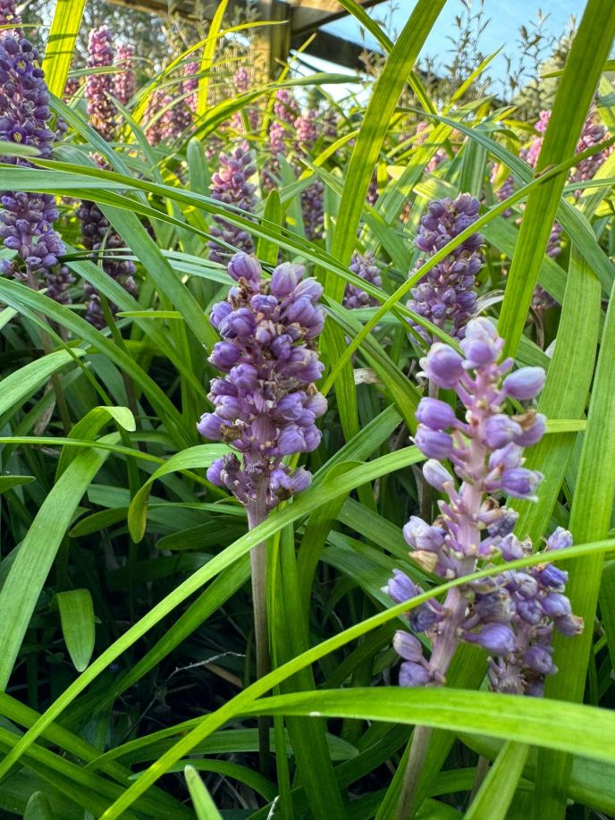 Blue Lilyturf (2)