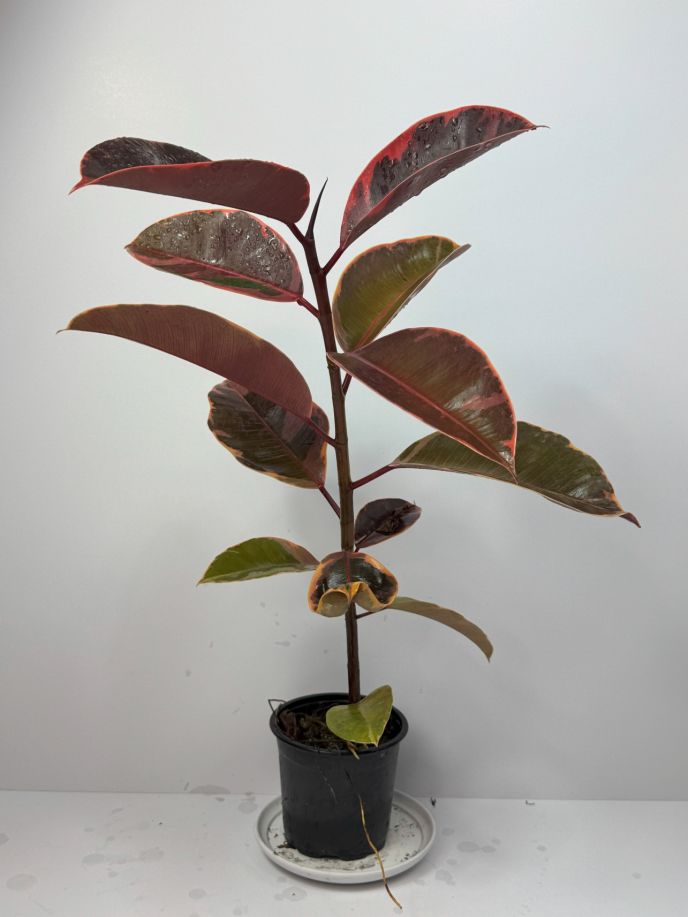 Variegated Rubber Tree