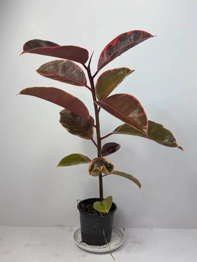 Variegated Rubber Tree