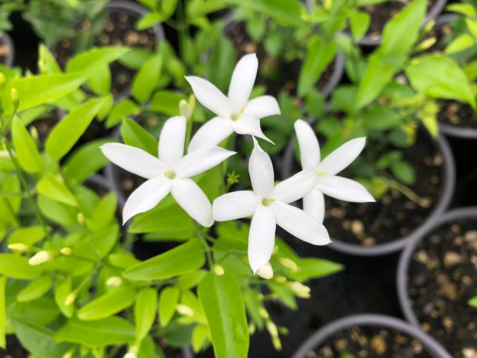 Lemon scented Jasmine