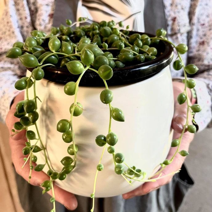 String of Pearls
