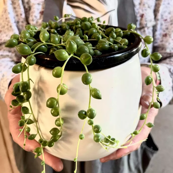 String of Pearls