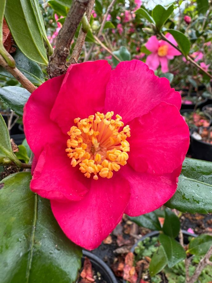 Camellia sasanqua 'Crimson King'