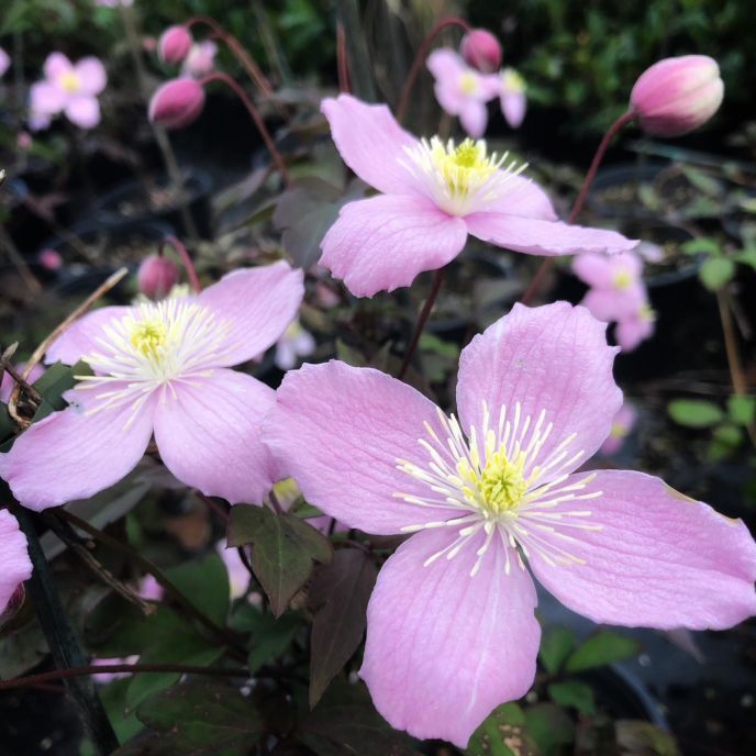 Clematis montana 'Tetrarose'