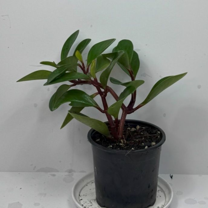 Peperomia Obtusifolia 