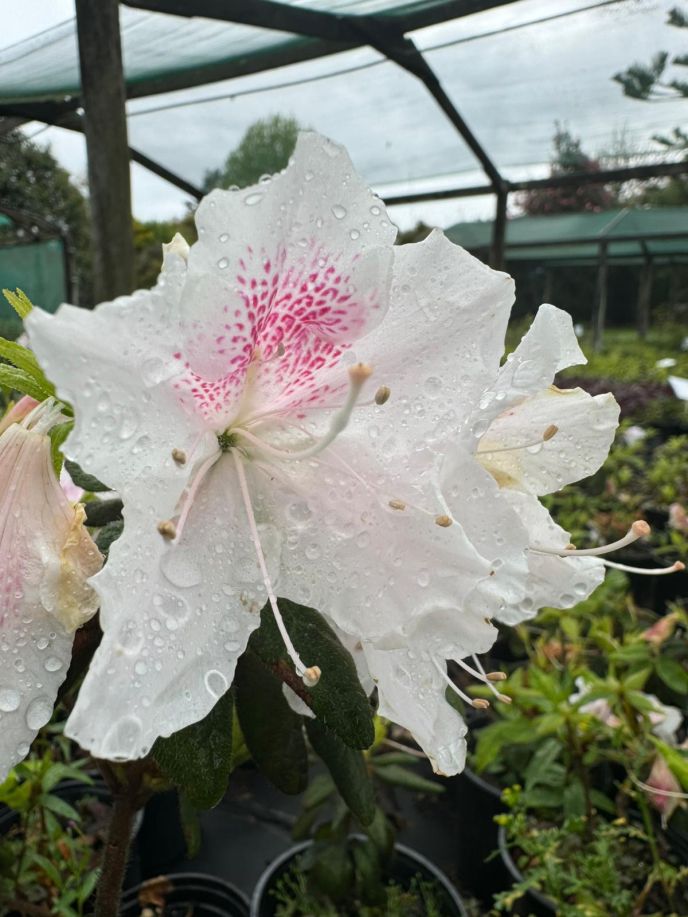 Azalea Eureka