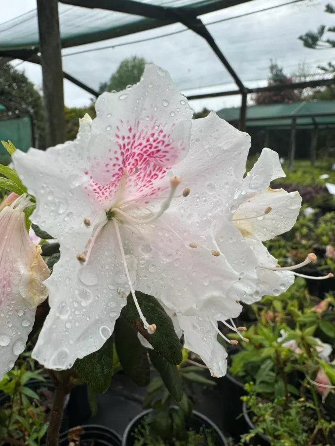 Azalea Eureka