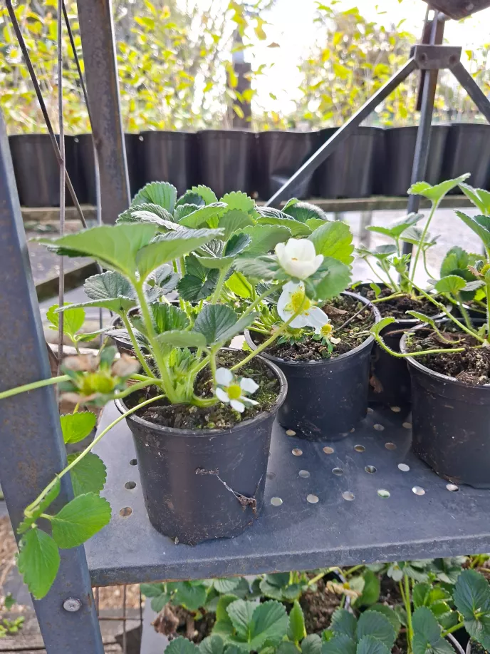 Strawberry Plants - Price for 2 (2)