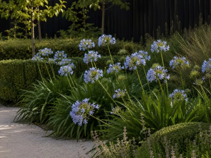 Agapanthus 'Streamline'