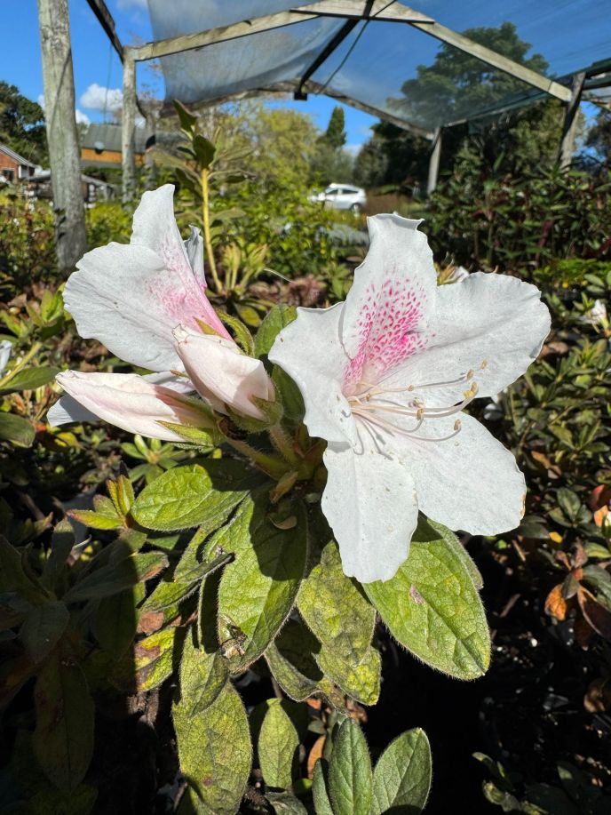 Azalea Eureka (2)