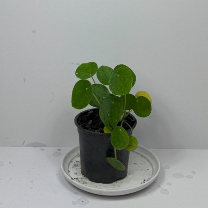 Chinese Money Plant