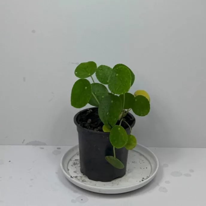 Chinese Money Plant