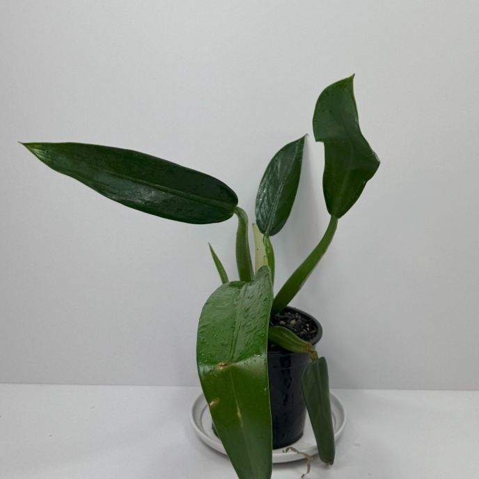 Fat Boy Philodendron