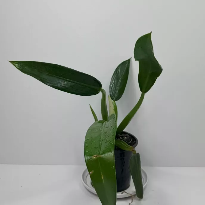 Fat Boy Philodendron