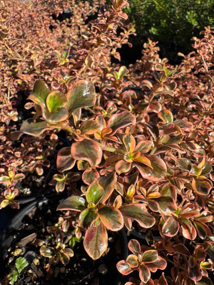 Coprosma Mexican Sunrise