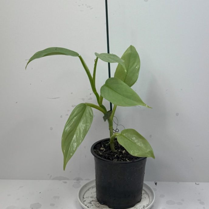 Silver Arrow Philodendron