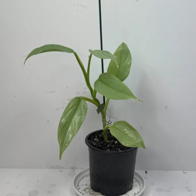 Silver Arrow Philodendron