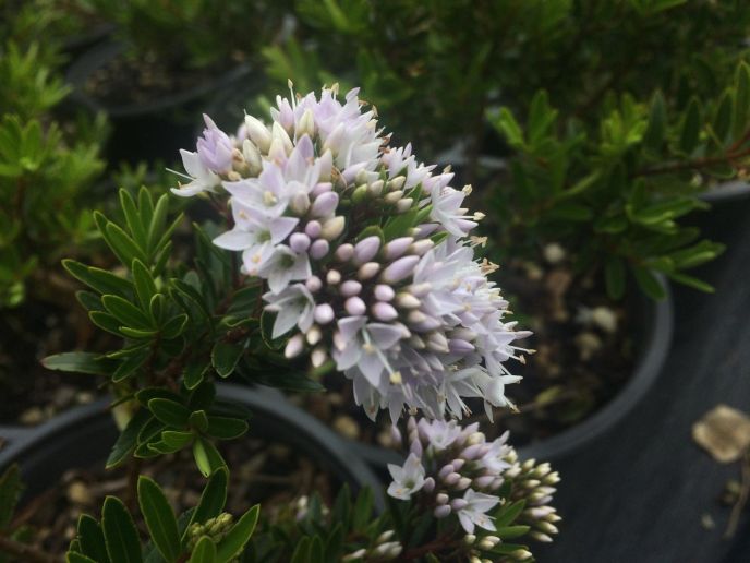 Hebe diosmifolia