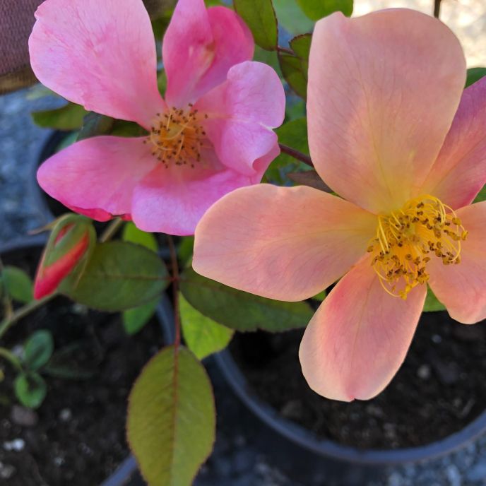 Mutabilis Rose