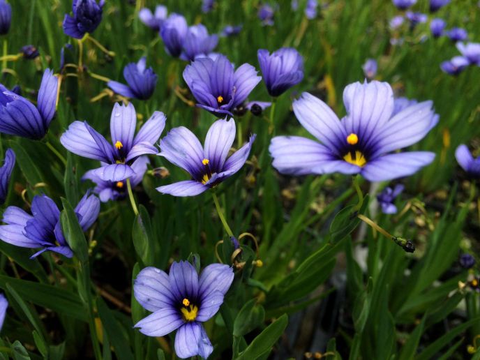 Blue Eyed Grass