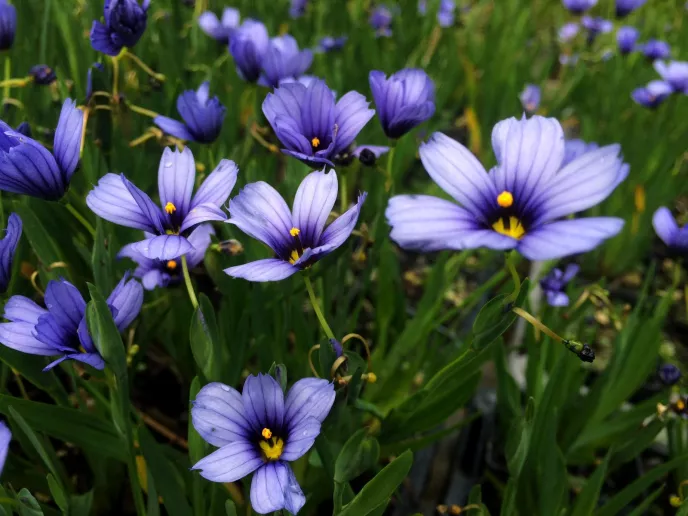 Blue Eyed Grass