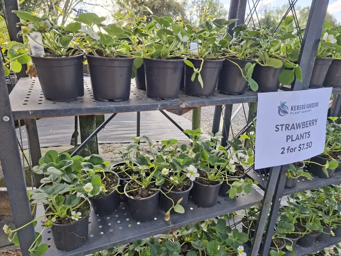 Strawberry Plants - Price for 2