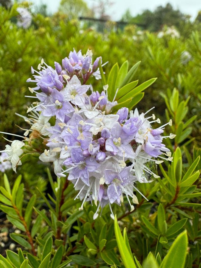 Hebe diosmifolia Blue