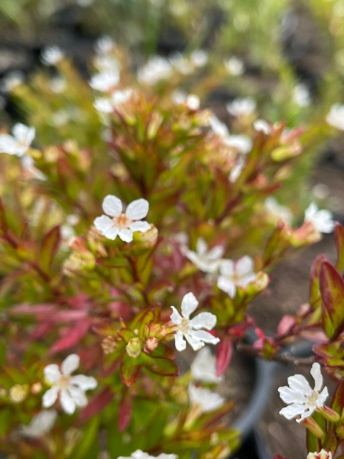 Cuphea hyssopifolia 'White Whisper'