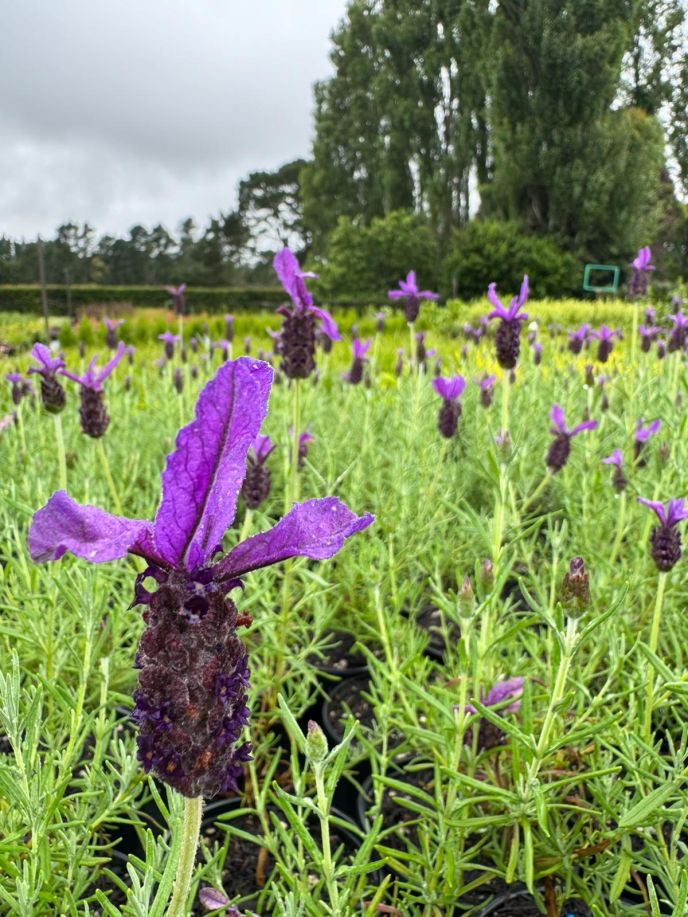 Lavandula stoechas 'Pedunculata Major'