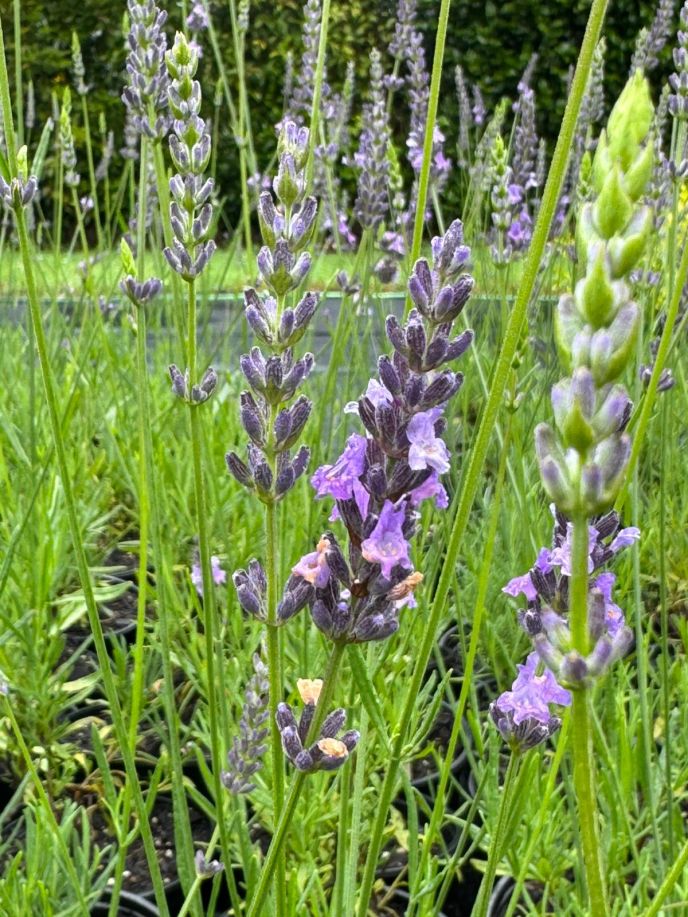 Lavandula angustifolia 'Arabian Nights'